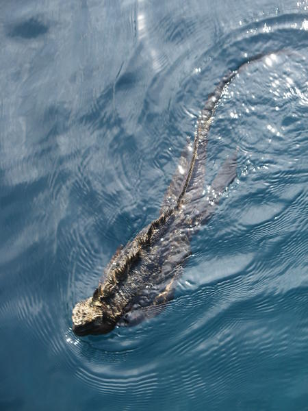 Marine Iguana Swimming - Dan