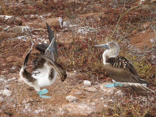 Blue footed booby displaying - Dan