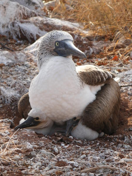 Blue footed booby and chicks - Dan