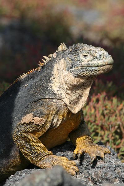 Land Iguana - South Plaza