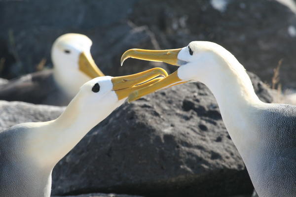 Waved Albatross Courtship Ritual