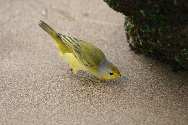 Yellow Warbler checking under a rock
