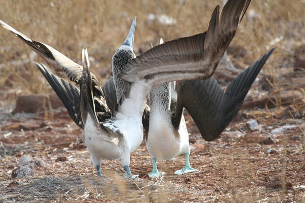 Two Blue-footed Boobies Displaying