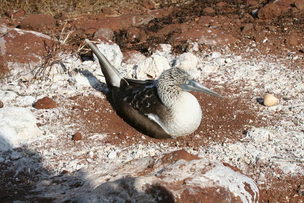 Blue-footed Boobie on Nest