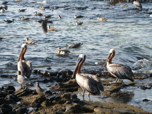Brown Pelicans - Dan