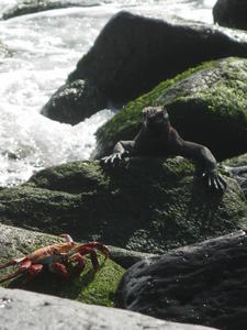 Marine Iguana and Sally Lightfoot Crab - Dan