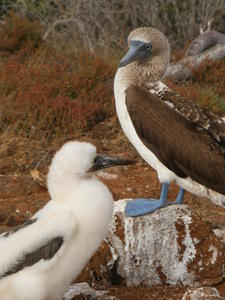 Blue footed booby and chick - Dan