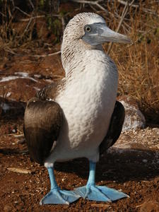 Blue footed booby - Dan