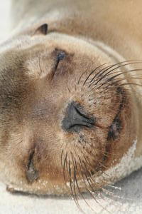 Sea Lion up close