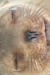 Sea Lion up close