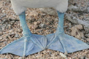 Blue-footed Boobie feet