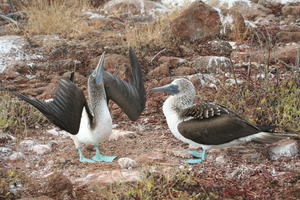 Blue-footed Boobie Male Displaying to Female
