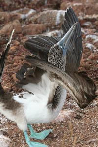 Blue-footed Boobie Male Displaying 