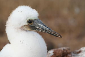 Blue-footed Boobie Chick