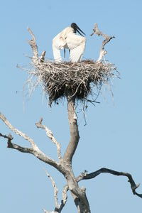 Stork shielding nest from sun