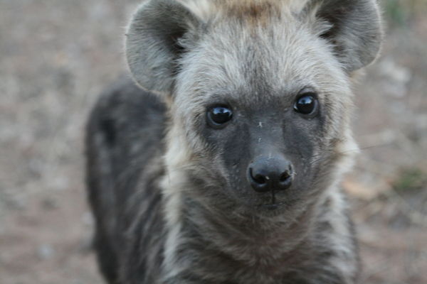 Hyaena cub