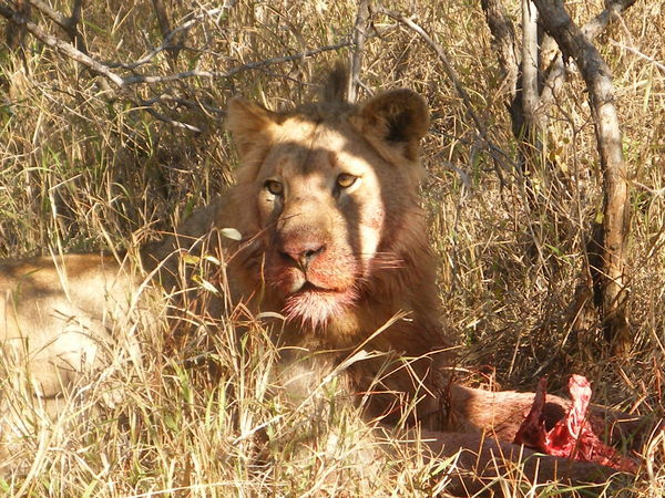 One of the Garonga four males