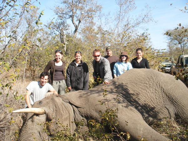Us and guys with knocked out elephant