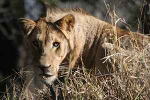 Lion - One of the Garonga 4 males