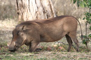 Warthog kneeling to eat grass