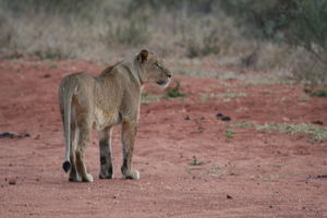 Our first lion - female sub-adult
