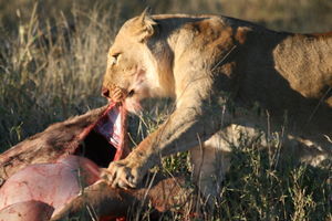 Lioness on a kill