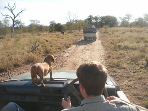 Shungi on Safari