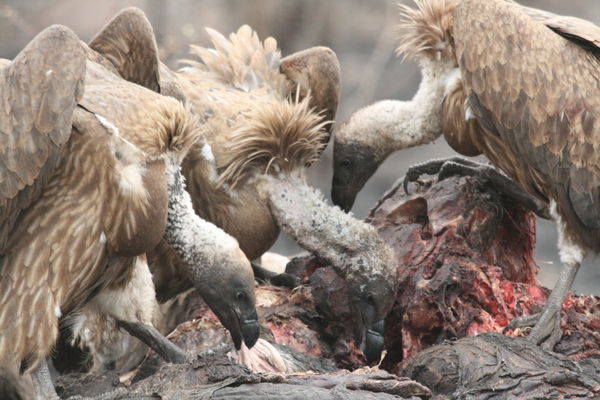 Vultures feasting on dead elephant