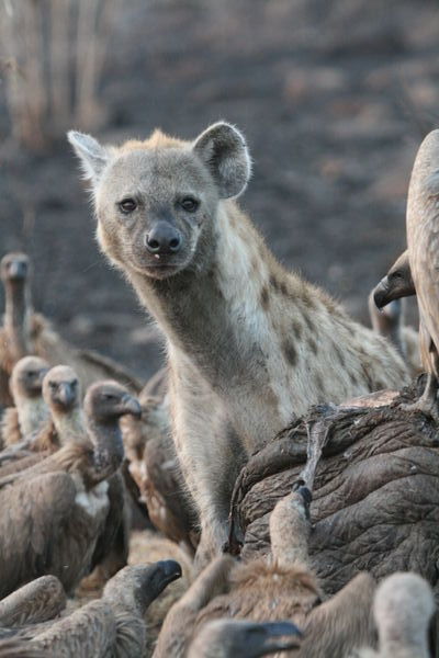 Hyaena and vultures