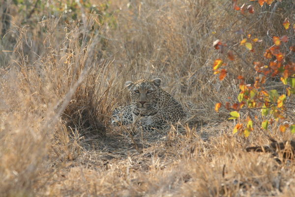 Our First Leopard
