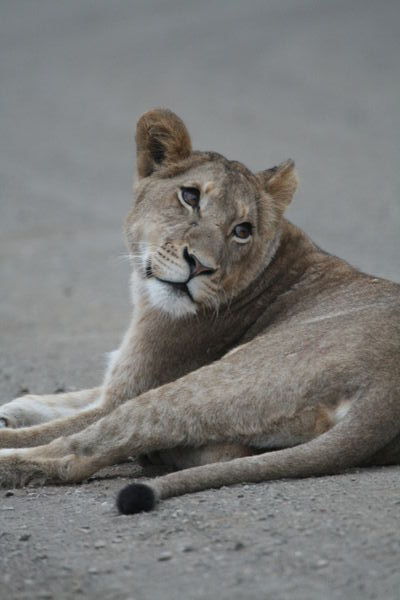 Lioness in the road