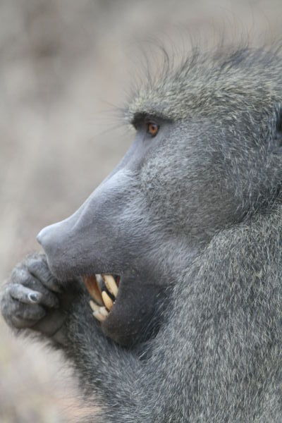 Baboon trying to get into a nut