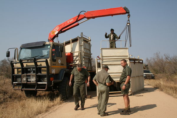 Rhino capture team