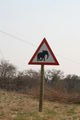 Elephants crossing!