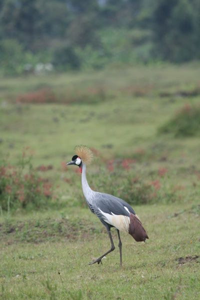 Wild Crowned Crane