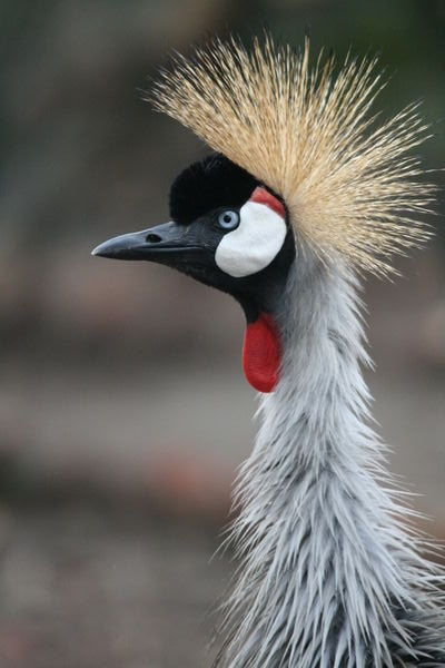 Captive Crowned Crane