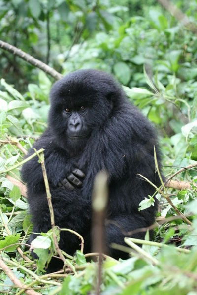 Young Gorilla