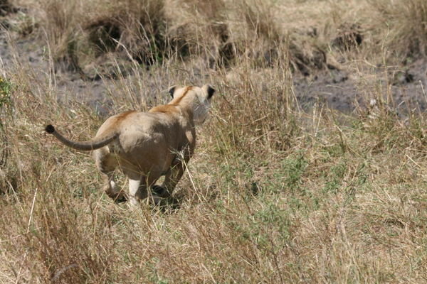 Lioness chasing a zebra