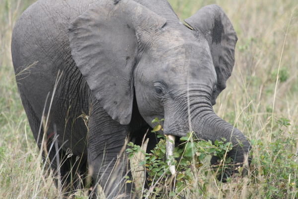 Young Elephant Eating 