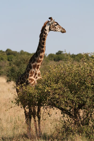 Masai Giraffe 
