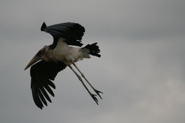 Maribu Stork in flight