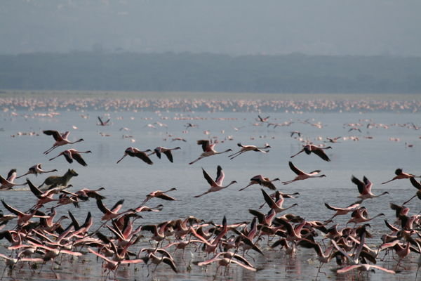 Hyena chasing the flamingos