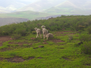 Rural life Lesotho: sheeps everywhere