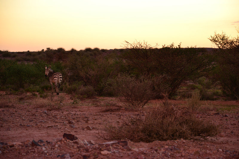 First zebras near the road