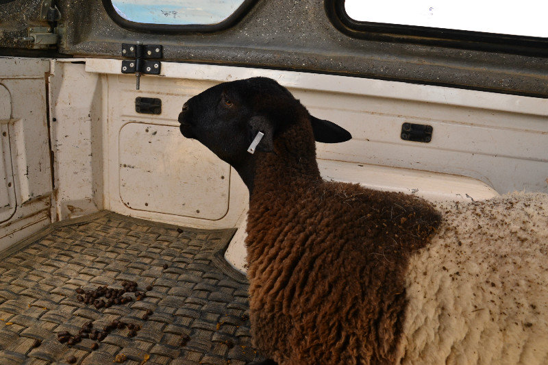 At the back of the pick up with a sheep :p