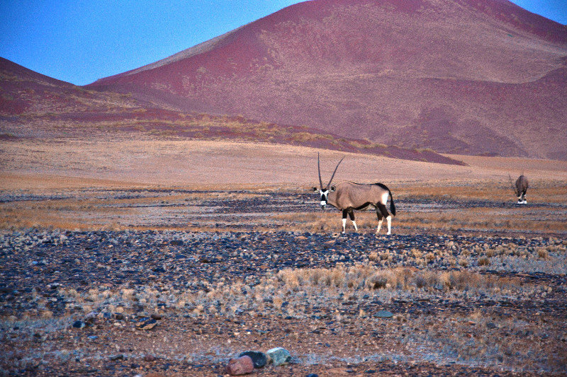 Oryx on the way to Sosussvlei