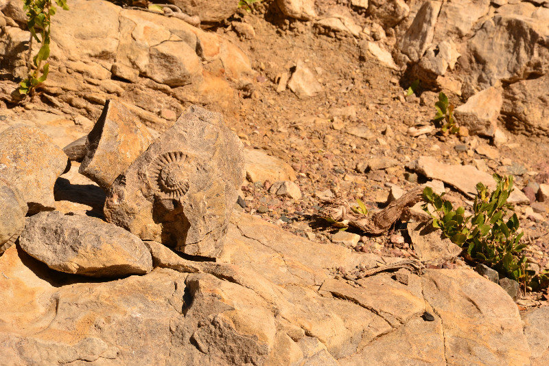 Fossils near Malargue