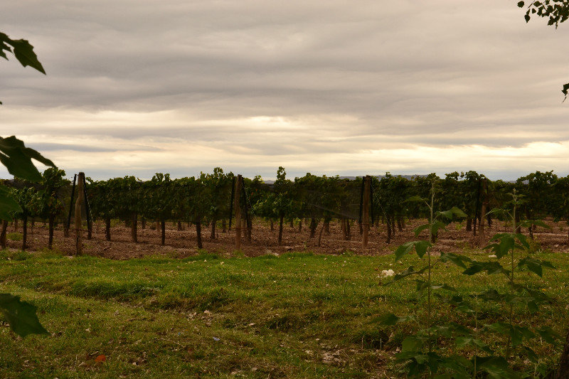 Vineyards San Rafael