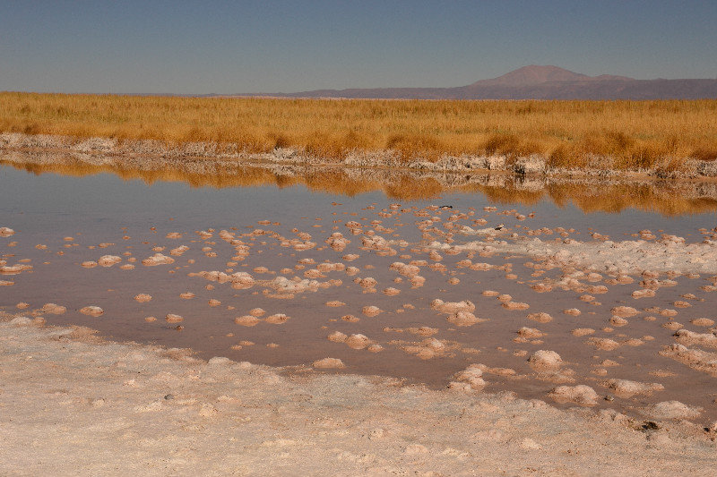 Salt lagunas