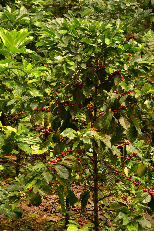 Coffee fruits. Only red ones should be picked